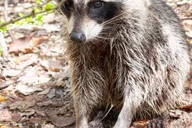 Miami Wildlife Cruise and Raccoon Island Walk thumbnail 1