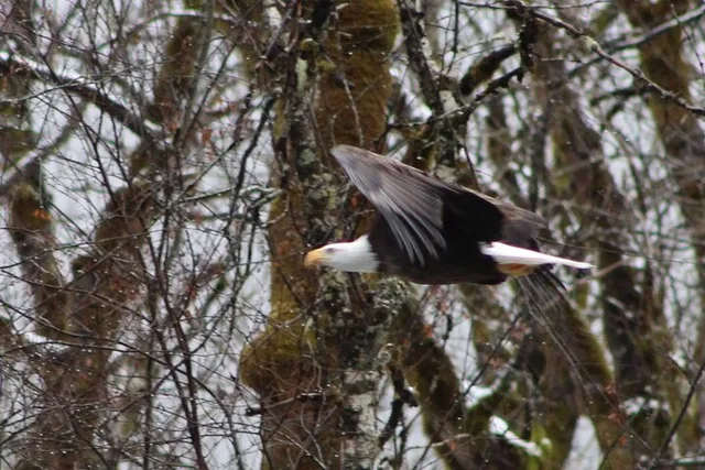 Seattle Bald Eagles Nesting Tour at Skagit River - Image 2