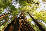 San Francisco Muir Woods and Sausalito Tour thumbnail 1