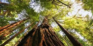 San Francisco Muir Woods and Sausalito Tour