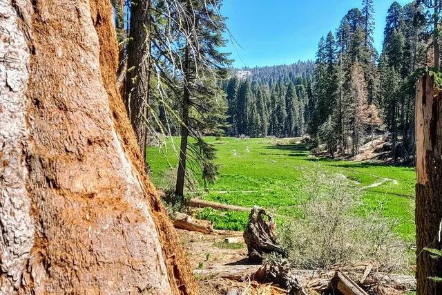 Fresno Sequoia Winter Tour - Image 6