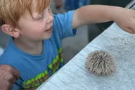 Myrtle Beach Dolphin & Sealife Cruise thumbnail 1