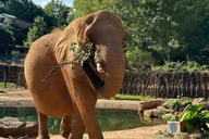 Atlanta Zoo Admission thumbnail 6