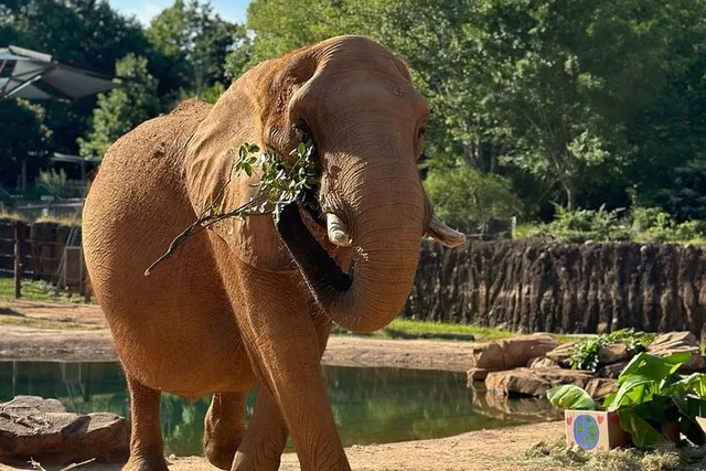 Atlanta Zoo Admission - Image 6