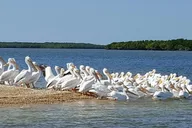 Everglades National Park Biologist Led Adventure thumbnail 5
