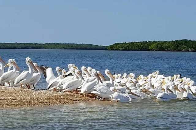 Everglades National Park Biologist Led Adventure - Image 5
