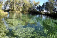 Crystal River Kayak and Swim Tour of Three Sisters Springs thumbnail 3