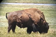 Yellowstone Private Tour with Picnic and Binoculars thumbnail 3
