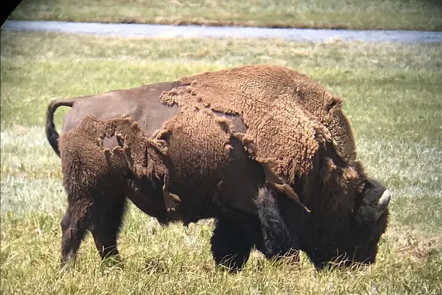 Yellowstone Private Tour with Picnic and Binoculars - Image 3