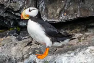 Seward Kenai Fjords National Park Tour thumbnail 5
