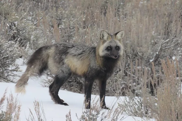 Jackson Hole Wildlife Tour in Grand Teton Park - 4 hr - Image 4