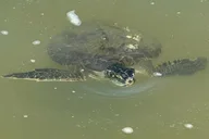 St. Augustine Kayak Adventure with Dolphins thumbnail 3