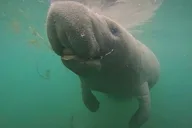 Crystal River Manatee Swim with Heated Boat thumbnail 5