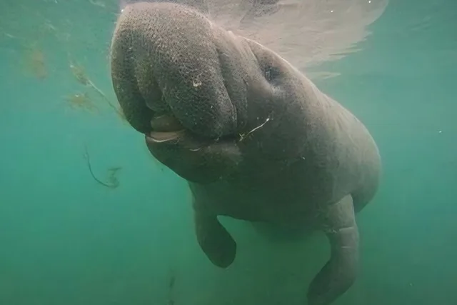 Crystal River Manatee Swim with Heated Boat - Image 5