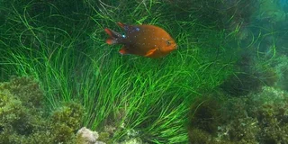 La Jolla Kayak and Snorkel Tour 2.5 hr