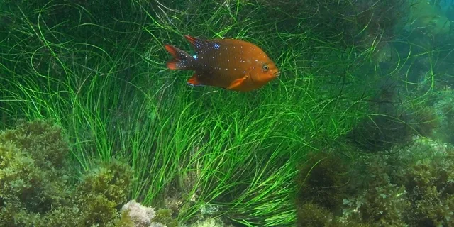La Jolla Kayak and Snorkel Tour 2.5 hr - Image 1