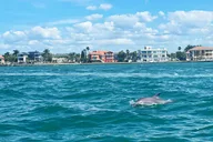 St. Petersburg Dolphin Watching Cruise 2 hr thumbnail 4