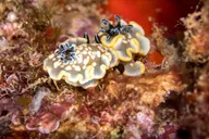 Koloa Shore Dive with Sea Turtles thumbnail 6