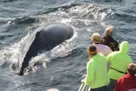 Plymouth Whale Watching Cruise thumbnail 2