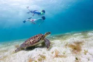 Waikiki Green Sea Turtle Snorkeling Tour thumbnail 2