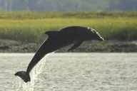 Charleston Dolphin Tour thumbnail 4