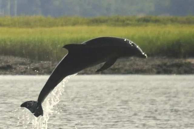 Charleston Dolphin Tour - Image 4