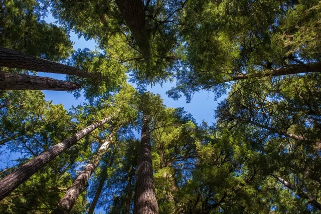 San Francisco Redwoods and Sausalito Private Tour - Image 3