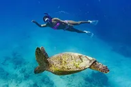 Waikiki Snorkeling Tour with Sea Turtles thumbnail 2