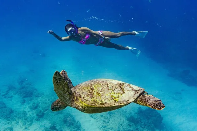 Waikiki Snorkeling Tour with Sea Turtles - Image 2