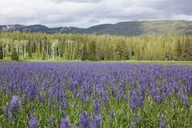 Grand Teton and Yellowstone Lower Loop Private Tour thumbnail 3