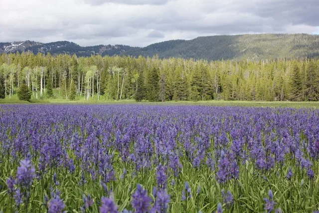 Grand Teton and Yellowstone Lower Loop Private Tour - Image 3