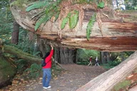 San Francisco Avenue of the Giants Redwoods Tour thumbnail 2