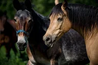 Anchorage Trail Ride and Zipline Adventure Combo thumbnail 5