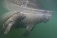 Crystal River Manatee Swim 3 hr thumbnail 3