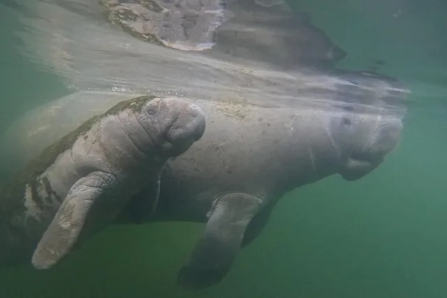 Crystal River Manatee Swim 3 hr - Image 3