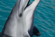 Miami Dolphin and Wildlife Watching Tour 1.5 hr thumbnail 2