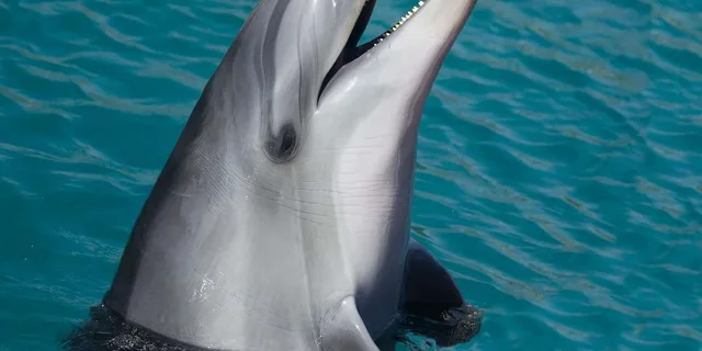 Miami Dolphin and Wildlife Watching Tour 1.5 hr - Image 2