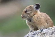 Salt Lake City Birding and Nature Expedition thumbnail 2