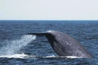 San Diego Whale Watching and Dolphin Tour thumbnail 5