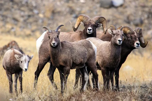 Yellowstone National Park Sightseeing Tour with Lunch - Image 5