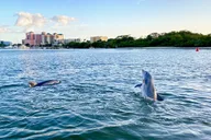 Fort Myers Beach Dolphin Cruise at Sunset thumbnail 4