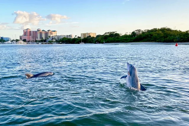 Fort Myers Beach Dolphin Cruise at Sunset - Image 4