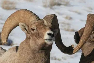 Jackson Hole Wildlife Tour in Grand Teton Park - 4 hr