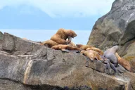 Seward Resurrection Bay Wildlife Cruise 4 hr thumbnail 6