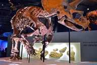 Houston Museum of Natural Science Digital Tour thumbnail 1