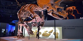 Houston Museum of Natural Science Digital Tour