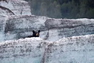 Girdwood Bears, Trains & Icebergs Tour thumbnail 2