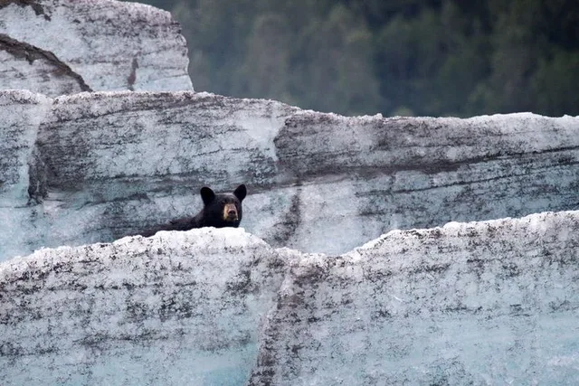 Girdwood Bears, Trains & Icebergs Tour - Image 2