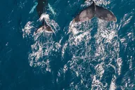Waikiki Whale Watching Cruise 2 hr thumbnail 5