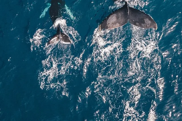 Waikiki Whale Watching Cruise 2 hr - Image 5